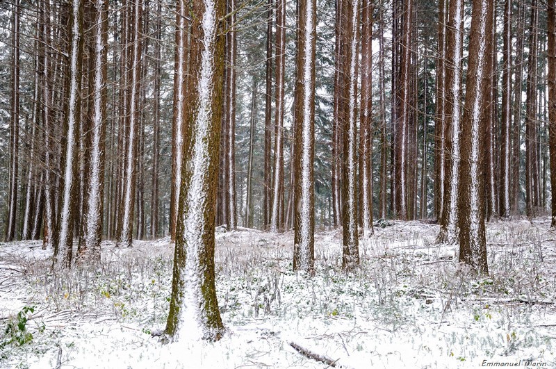 Neige sur troncs d'arbres, quand la nature devient graphique