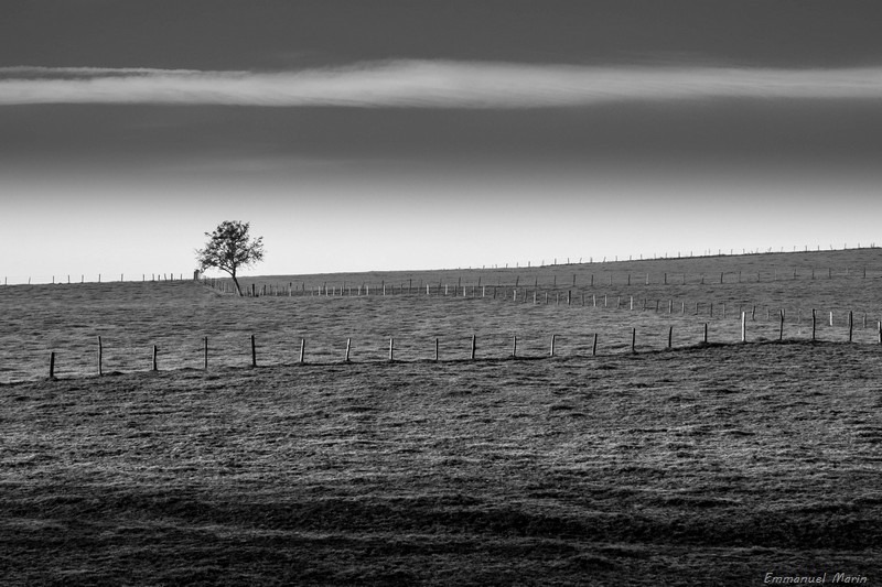 Un arbre seul