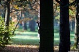 Ecureuil en contre jour