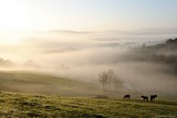 Chevaux dans un champ avec un manteau de brume