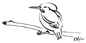 martin pêcheur. Dessin Emmanuel Marin